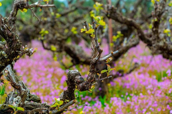 WINES FROM OLD VINES ... bring on the quality!