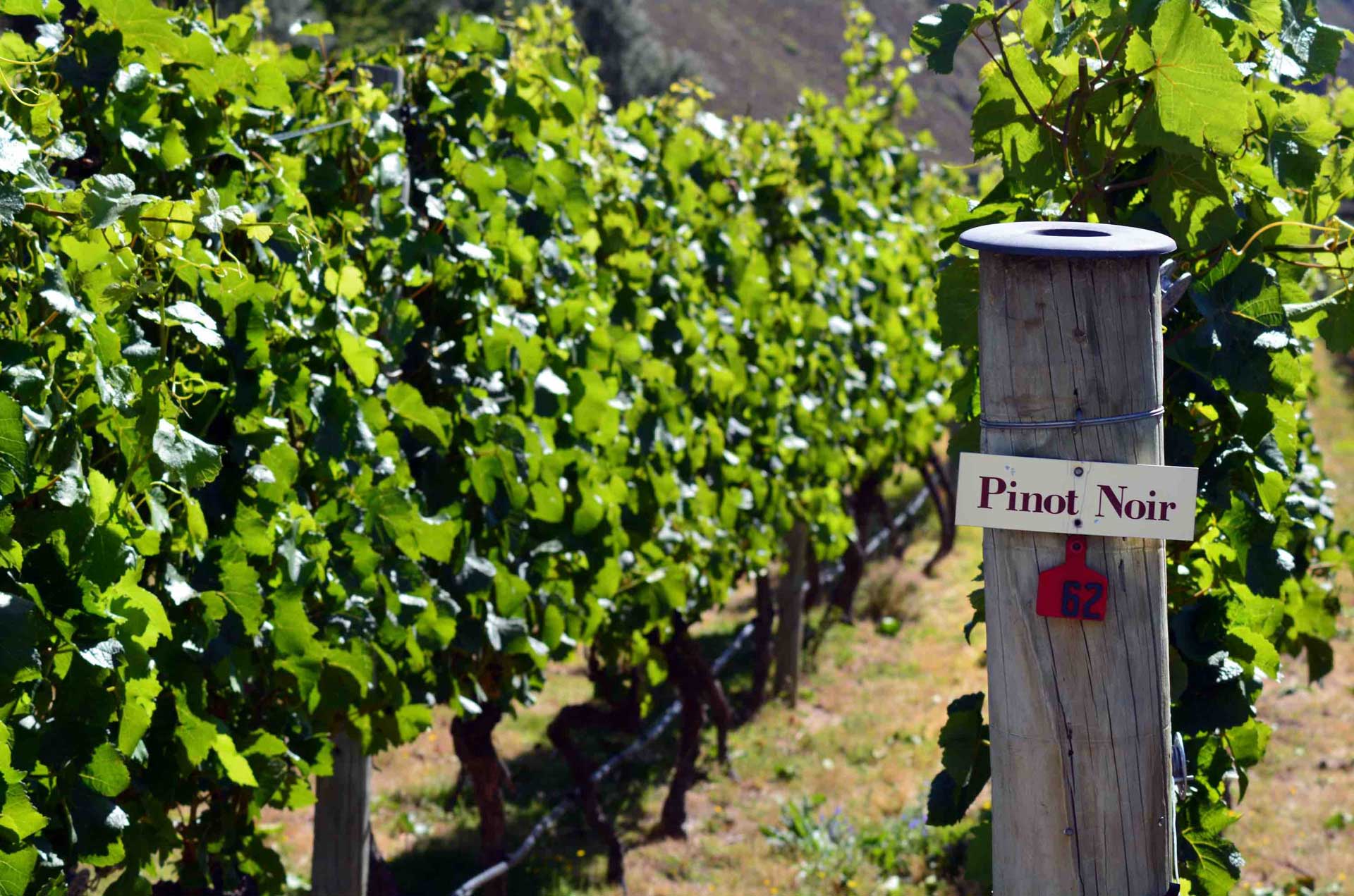 Pinot Noir from around the World