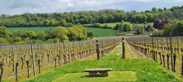 Exclusive Vineyard Tour with Lunch & Tutored Tasting of Hampshire Sparkling Wines