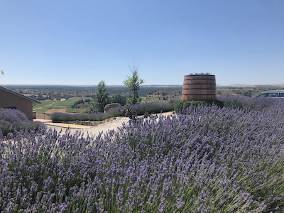 Laura's Ribera Cellar