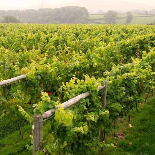 Discovering English Wines