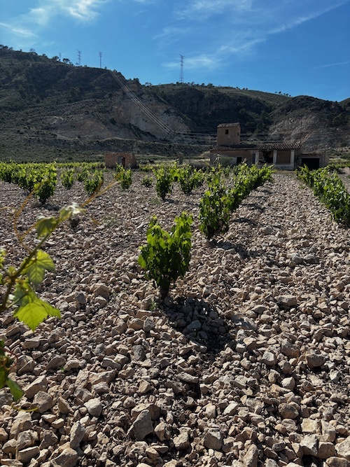 Discovering Old Vines in Jumilla