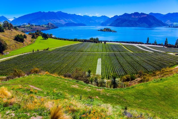 3 Week New World Wine Tasting