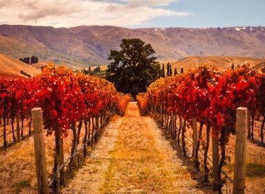 The Amazing Wines of New Zealand & Australia