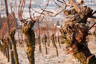 Great Wines from Ancient Vines