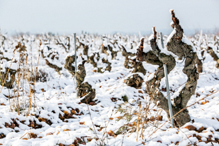 Great Wines from Ancient Vines