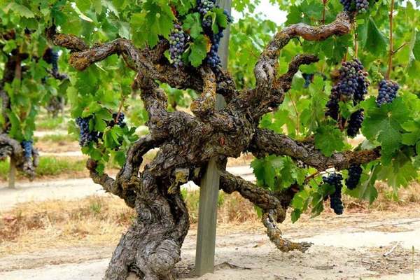 Time Well Spent: Old Vines Wine Tasting