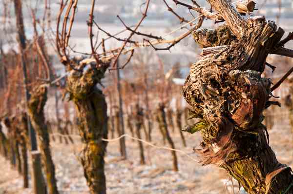 Old Vines, Fine Wines 