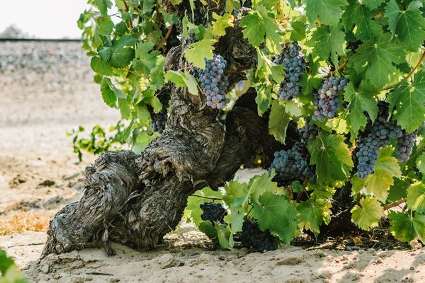 Old Vines Masterclass - with the Old Vine Conference