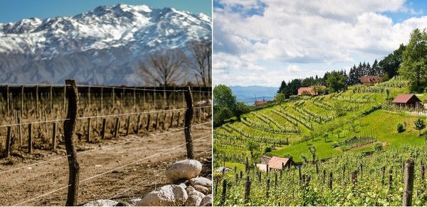 Saturday Sauvignon Blanc and Malbec course