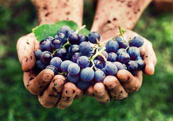Organic and Biodynamic Wines