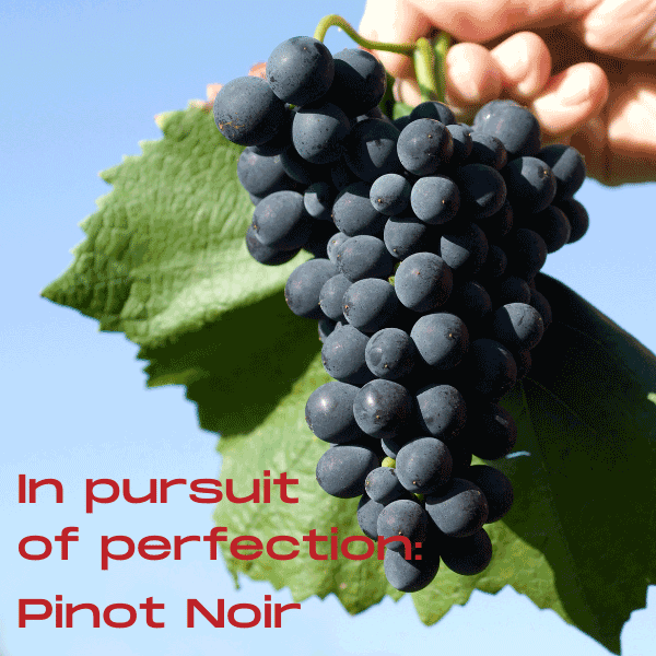In pursuit of perfection; Pinot Noir