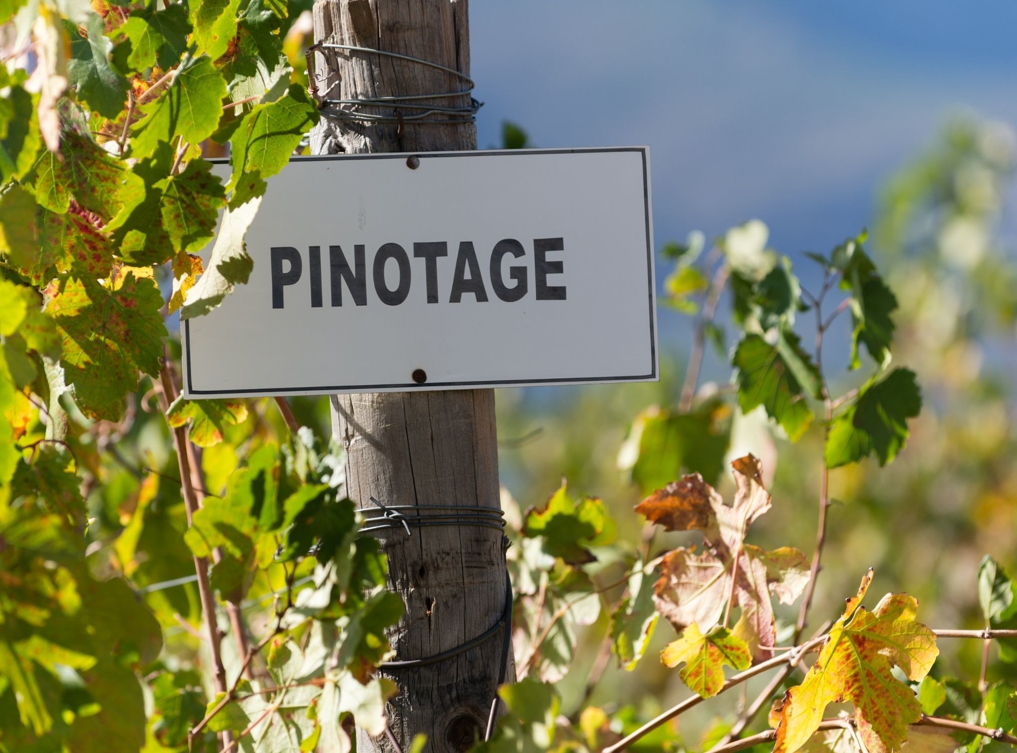 Intro to Red Wines of South Africa, Australia and New Zealand