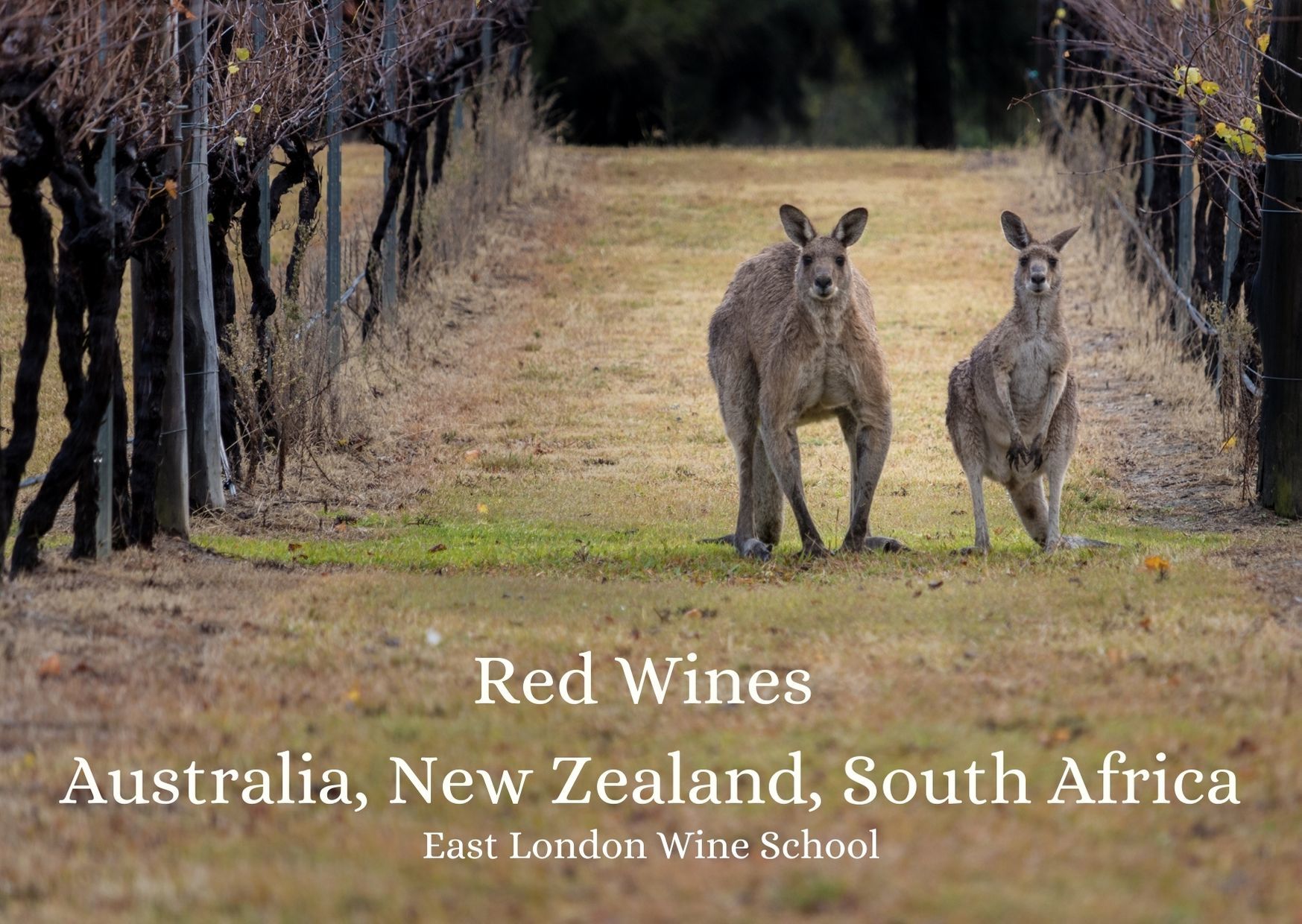 Intro to Red Wines of South Africa, Australia and New Zealand