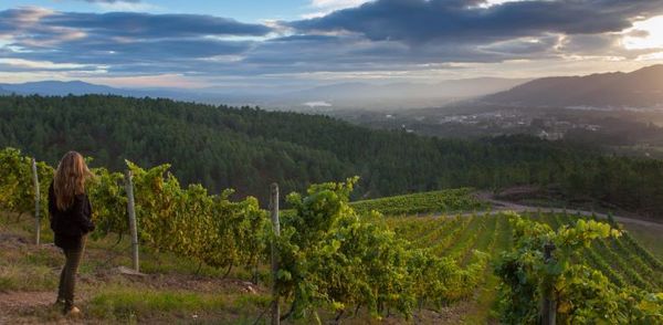Discover Albarino - the new Sauvignon Blanc