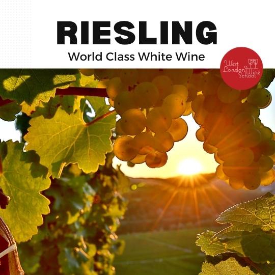 Fine Wine: Riesling - The World's Greatest White Wine?