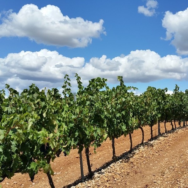 Rioja Masterclass with Simon Woods