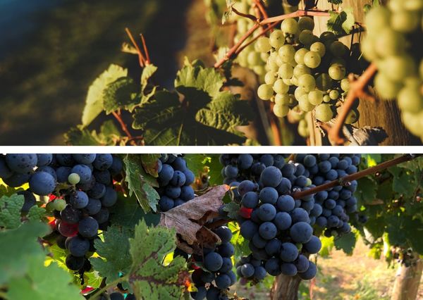Grapes of the World - Sauvignon Blanc & Cabernet Sauvignon