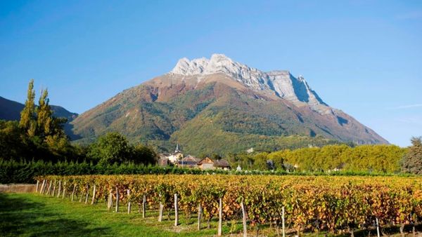 Educating Winos: Alpine Wines - Savoie and Jura
