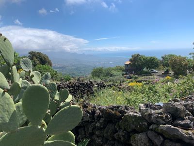 Wines of Southern Italy 