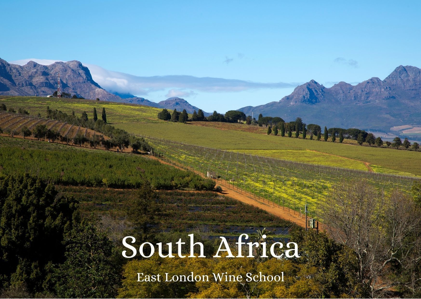 Wines of South Africa