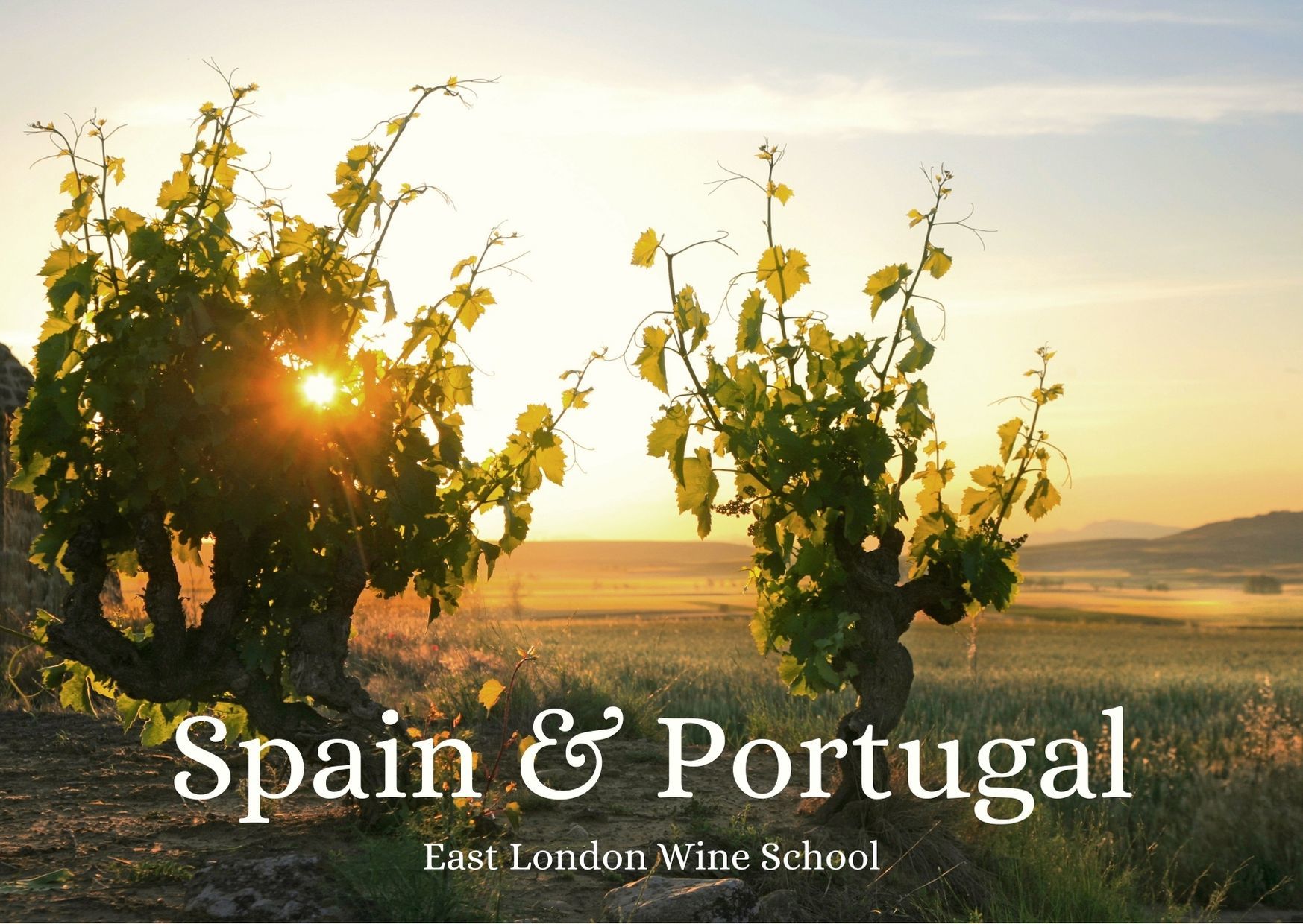 Wines of Spain & Portugal
