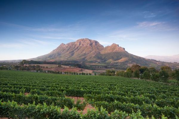 World of Wine: South Africa and the USA.