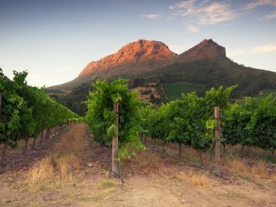 World of Wine - USA and South Africa