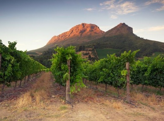 World of Wine - USA and South Africa