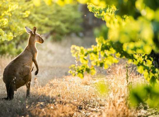 (Online tasting) South coastal and Tasmania