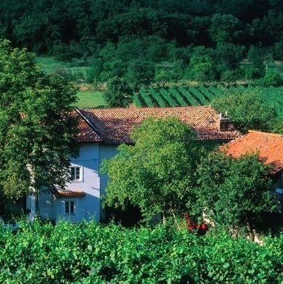 Wines of Slovenia Masterclass