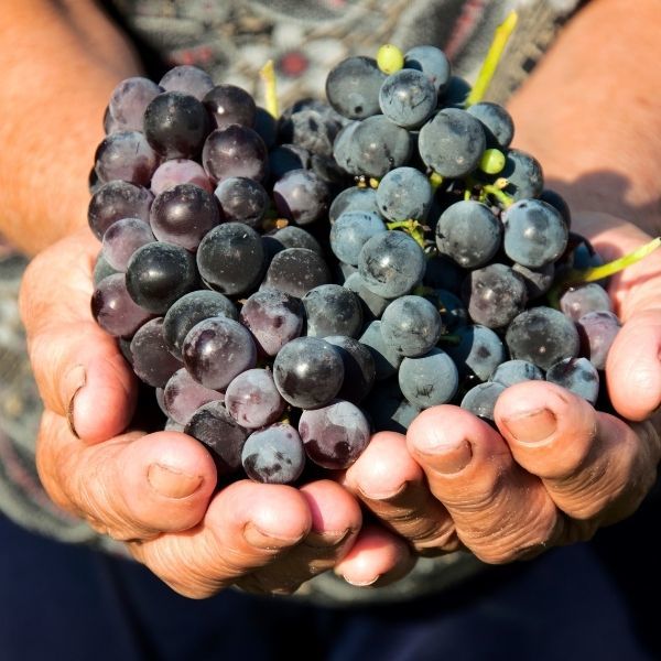 Matt's favourite Natural Wine