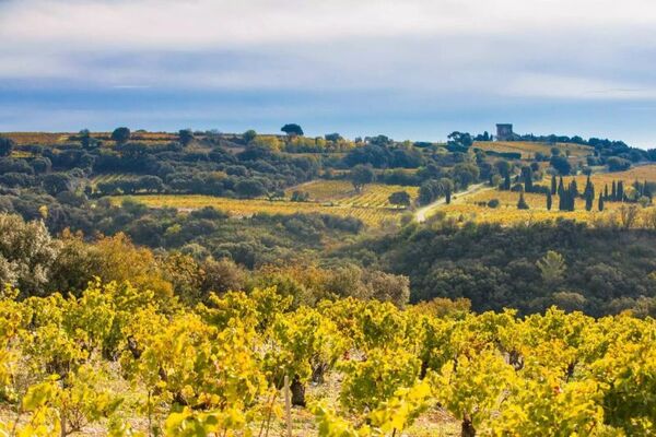 Chateauneuf-du-Pape - The Boss of Wine!