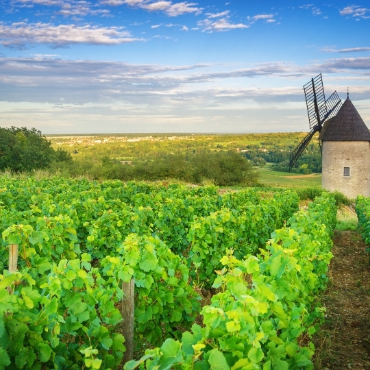 World of Wine: Burgundy & Loire