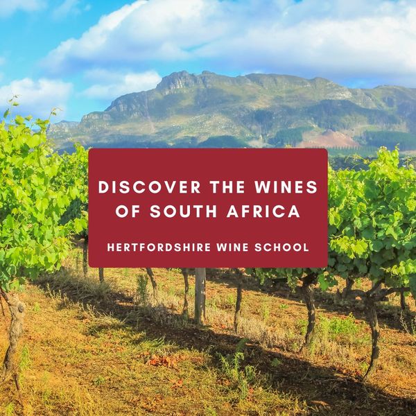 Discover the Wines of South Africa