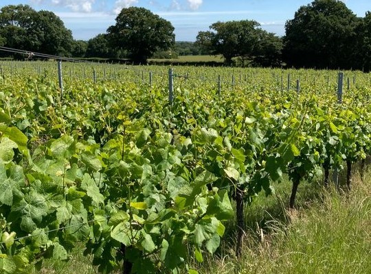 Discover...English Wines