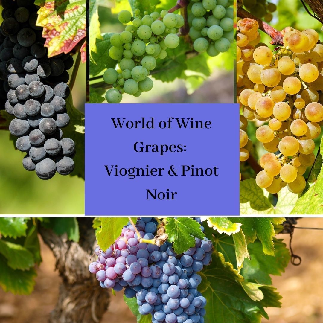 World of Wine Grapes: Viognier & Pinot Noir
