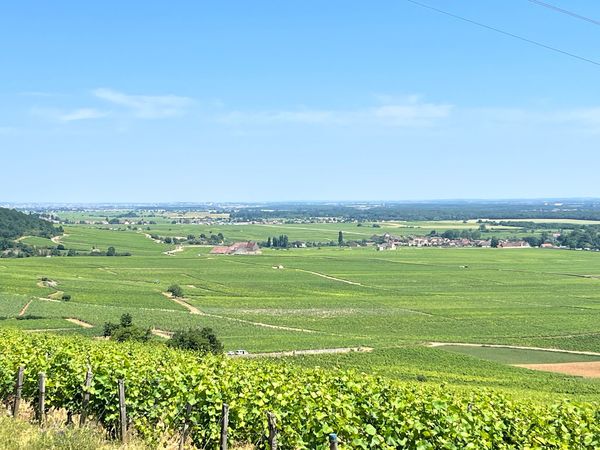 Explore Bouzeron: the Cru of Aligoté