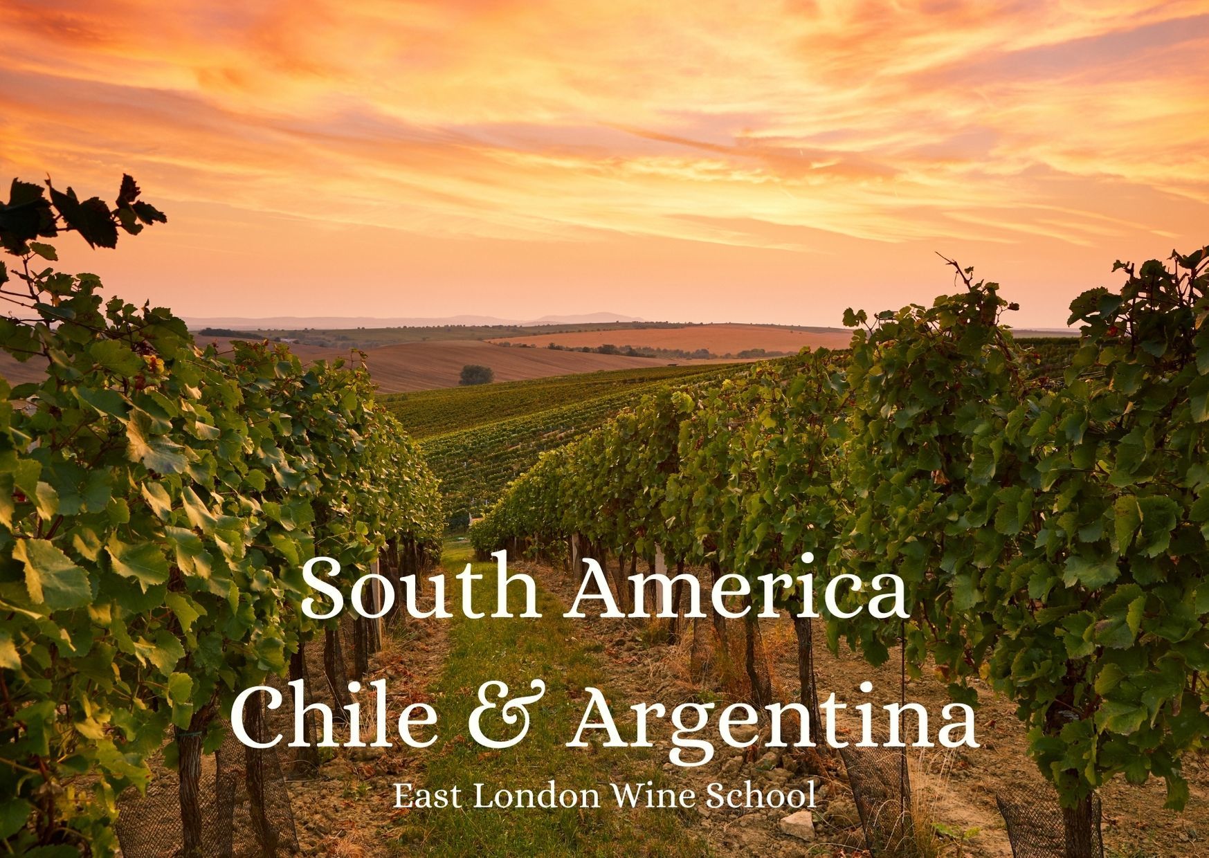 Wines of Chile and Argentina