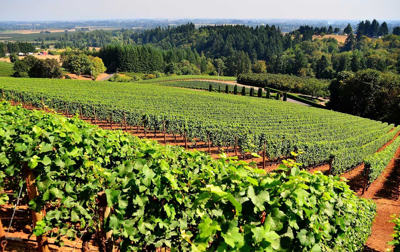Italian Wine Scholar:  Campania