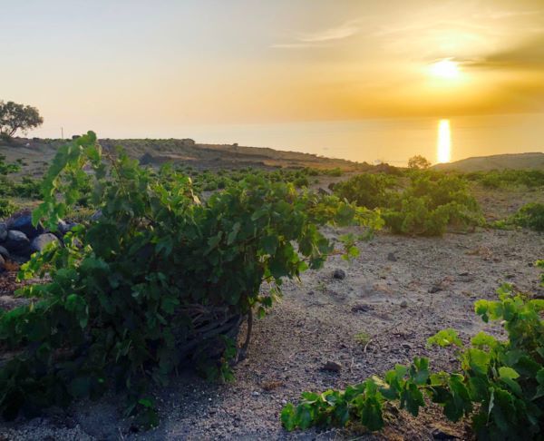 An evening of Greek wines