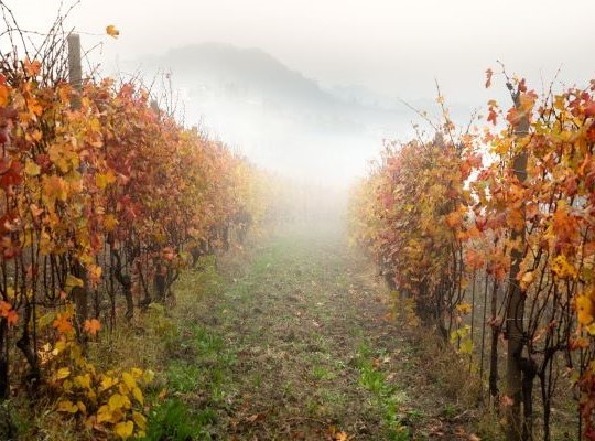 World of Wine - Italy