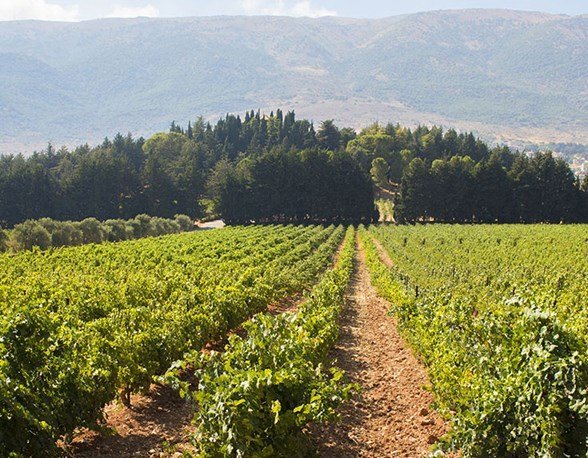 Wines of the Eastern Mediterranean