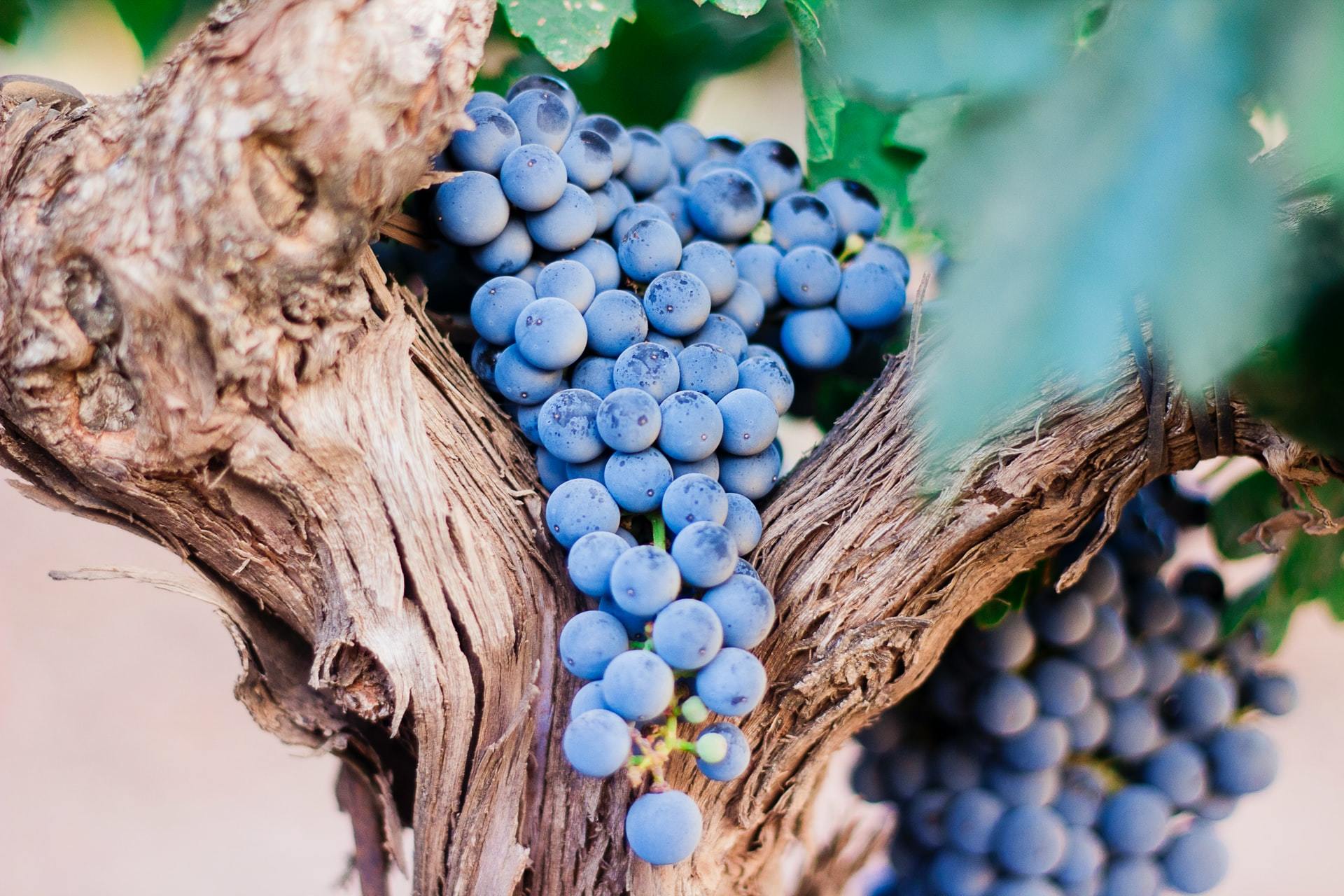 Grenache: The Greatest Grape Ever?