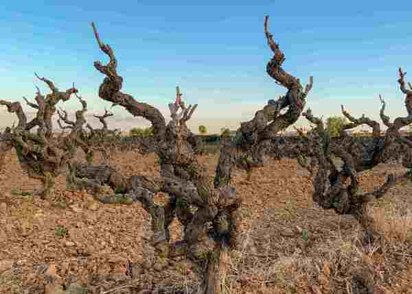 Old Vines, Fine Wines