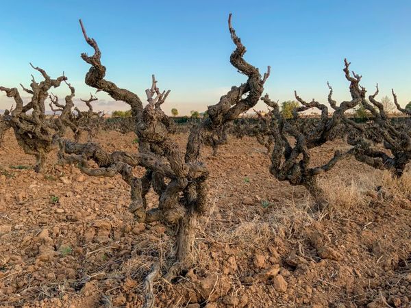 Italian Old Vine Masterclass