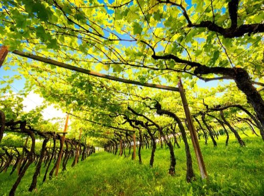 Albariño Masterclass