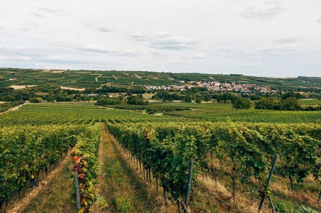 ONLINE - An evening in Burgundy with Drouhin