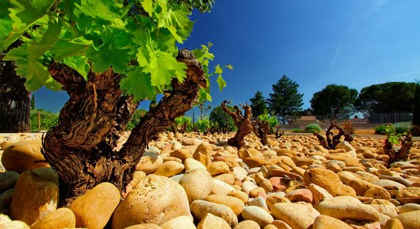 A Ramble down the Rhône with Linda Field 