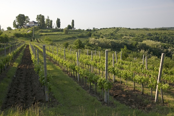 Wines of Romania